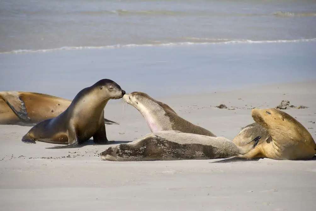 The Daily Travel Agent Bite: Tues 3 Jan 29 Travel Agent sealink