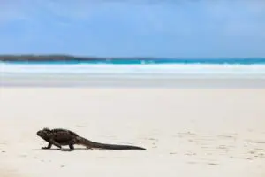 Latin American beaches dominate TripAdvisor’s ‘World’s Best’ List 20 Latin American Beaches