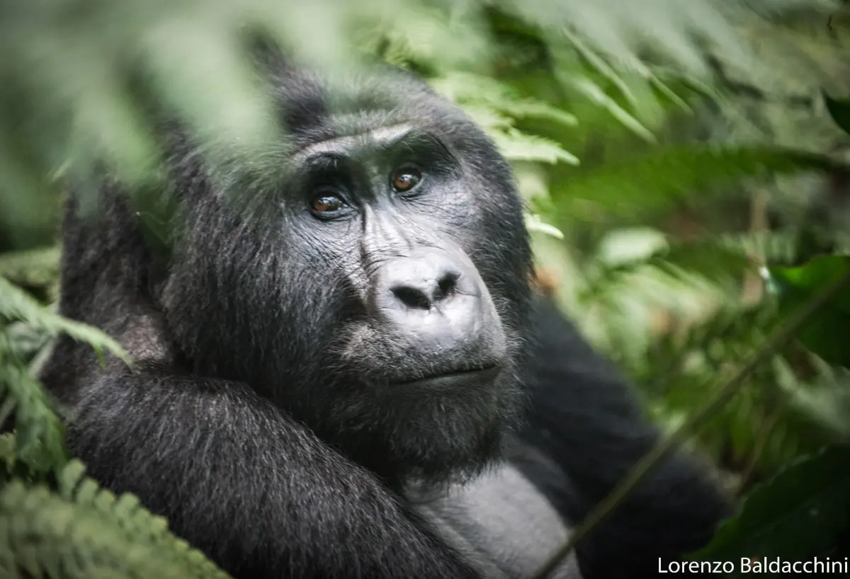 The Daily Travel Agent Bite: Tues 7 Mar 33 BIFNP Silverback Gaze - Photo - Lets Go Safari