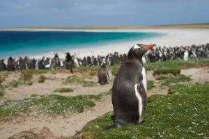 Falkland Islands Gentoo Penguins