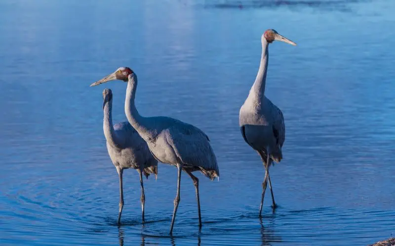 Simon McGrath, AccorHotels: Travel to change the world 21 GBR_Keep_the_Reef_Great_HERO_Brolga_LOW_RES_800_500_s_c1