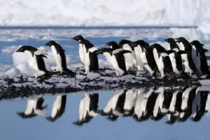 Ross Sea Adelie Penguins