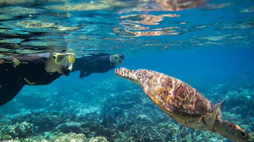 Travel lockdown: North Qld tourism expects thousands more job losses 1 Queensland