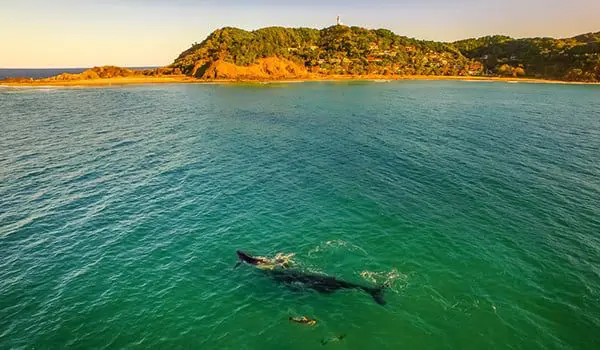 Get forked at the first ever Byron Bay fine food festival 1 elements-byron-whale