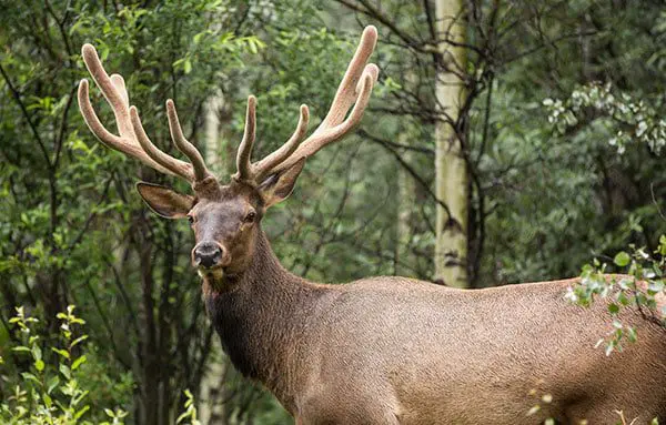Top 5 photo opportunities along Rocky Mountaineer's First Passage to the West 23 rok1