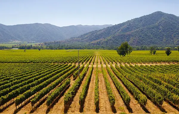 wine