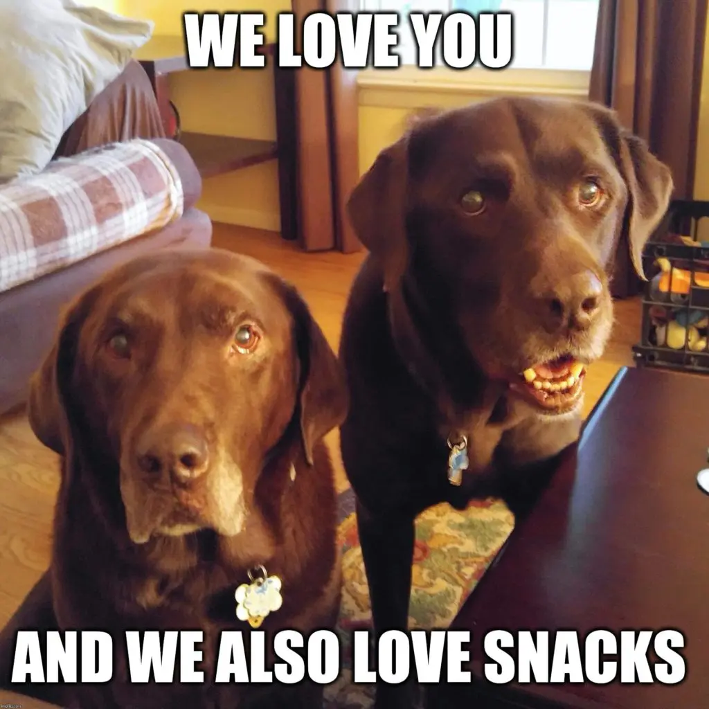 Five things every Wholesaler really wants Travel Agents to know 20 karryon-dogs