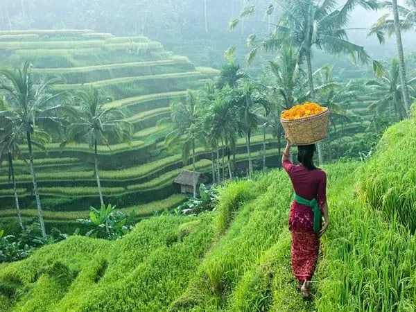 ricepaddy-bali