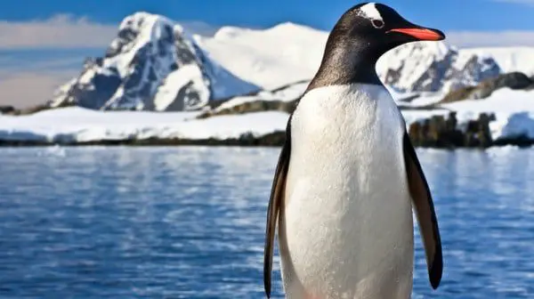THE WORLD IS ITS OYSTER: Sales are open for this epic world cruise 15 Antarctica feature