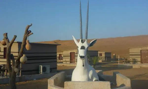 Tina the Travel Agent recounts life-changing experience in Oman 20 Oman cow