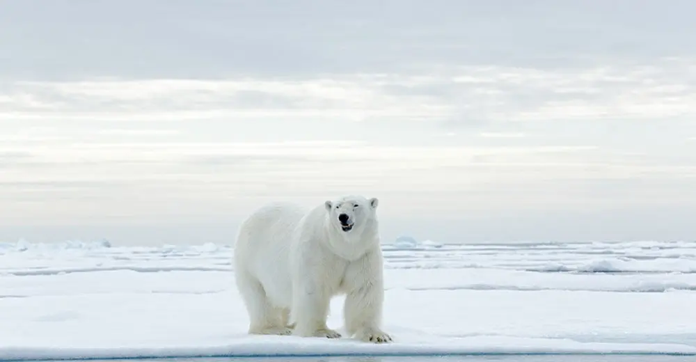 The Ultimate Bucket List: Your Top Guide to selling the Arctic