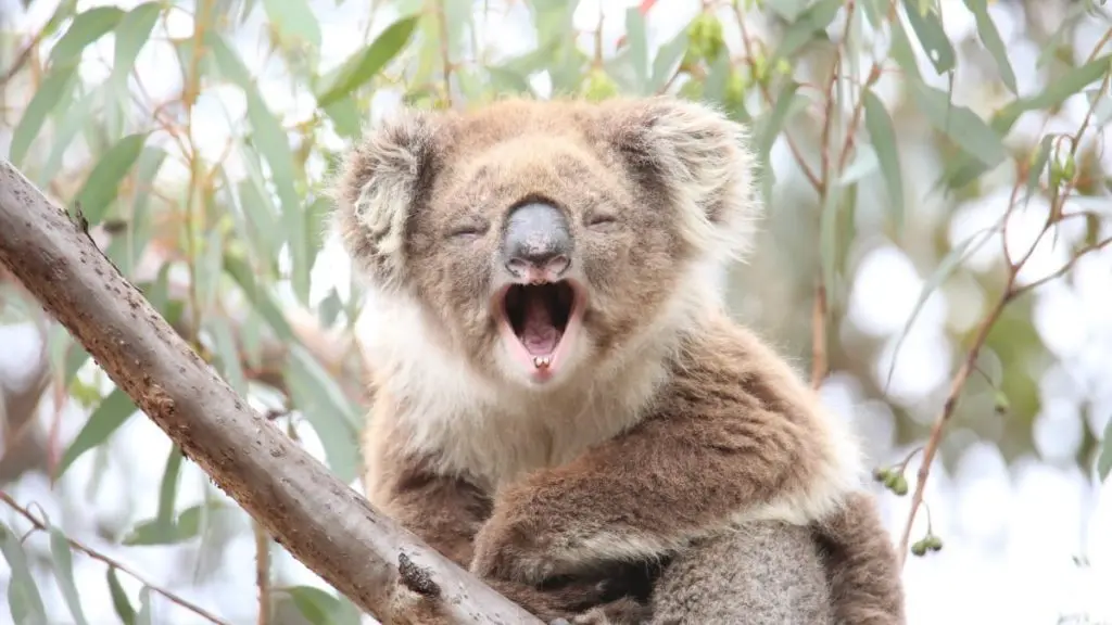 Tourism Australia gets ready for a wild journey