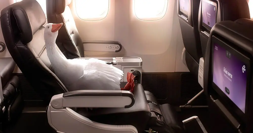 Air New Zealand's Dave the goose & team fly away with Marketing Awards