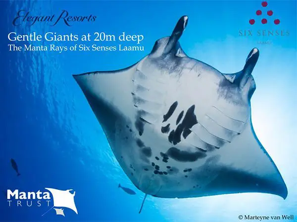 Six Senses Laamu Wins First Ever BlueGreen360 Hotel of Year Award 13 manta-lamaa