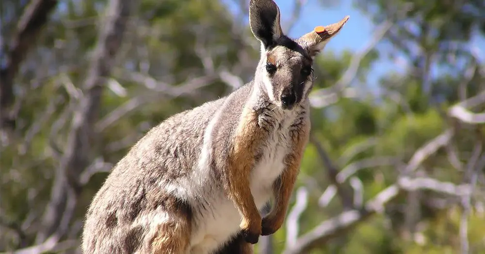 Flight Centre founder opens $18m wildlife conservation centre