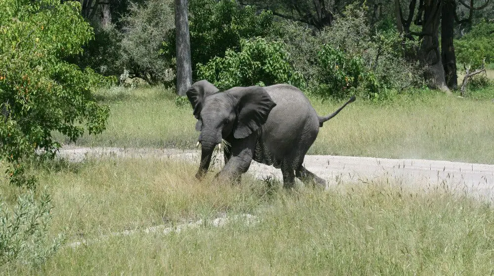 What's it like spending a night in a Botswana camp?