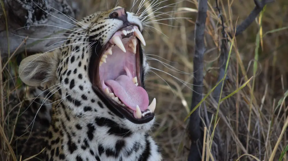 Botswana just introduced a new fee for tourists, but it might be worth every dollar