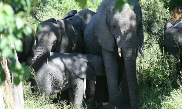 The romance of Africa with Jan Lyons from Platinum Travel 12 Elephant
