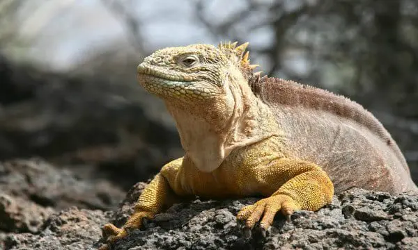 Iguana Eclipse Travel