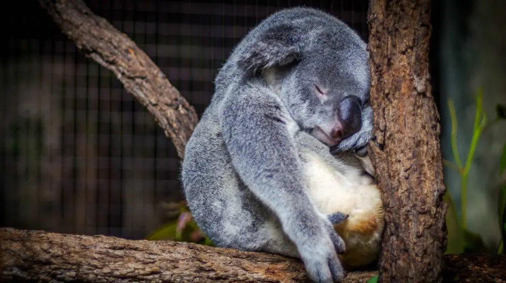 Ouch, the new Federal Budget cuts right into Australia's tourism