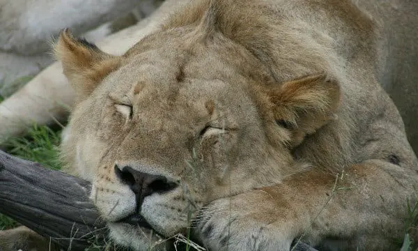 The romance of Africa with Jan Lyons from Platinum Travel 11 Lion