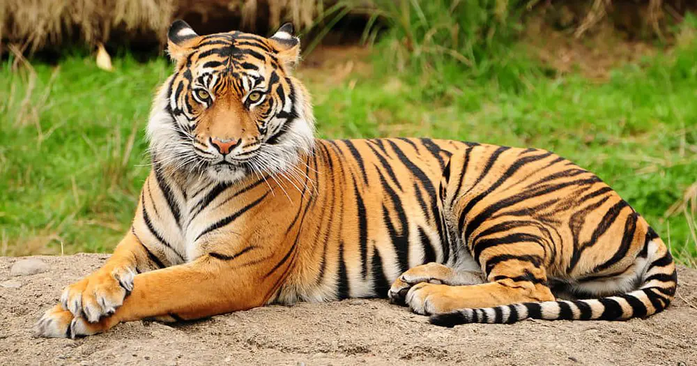 Stand against zoos grows as UK agent drops tours