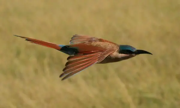 An expert's advice on packaging an African experience for your client 22 Africa 1