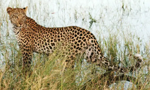 An expert's advice on packaging an African experience for your client 21 Africa 2