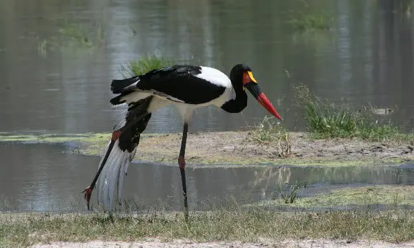 An expert's advice on packaging an African experience for your client 23 Africa 3