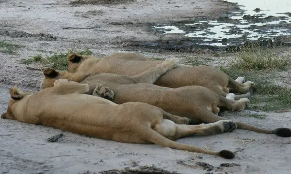 An expert's advice on packaging an African experience for your client 24 Africa 4