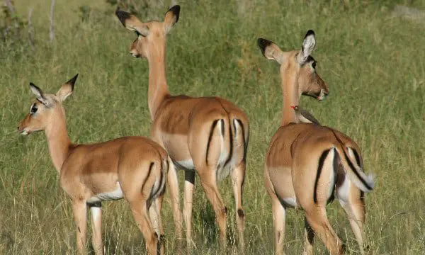 An expert's advice on packaging an African experience for your client 20 Africa 5