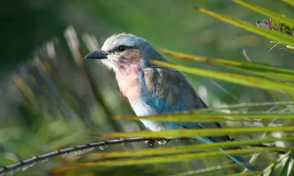 What's it like spending a night in a Botswana camp? 16 Jan 2