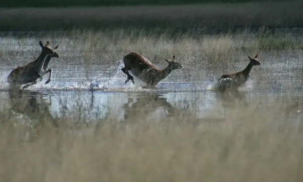 What's it like spending a night in a Botswana camp? 14 Jan 4