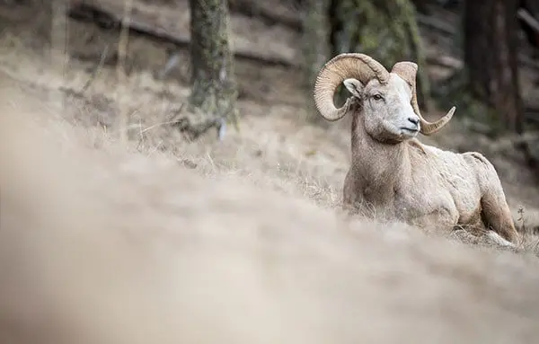 What's new for Rocky Mountaineer in 2018? Lots & it's very exciting! 39 rm1