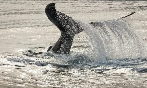 whale in Antarctica Bunnik Tours