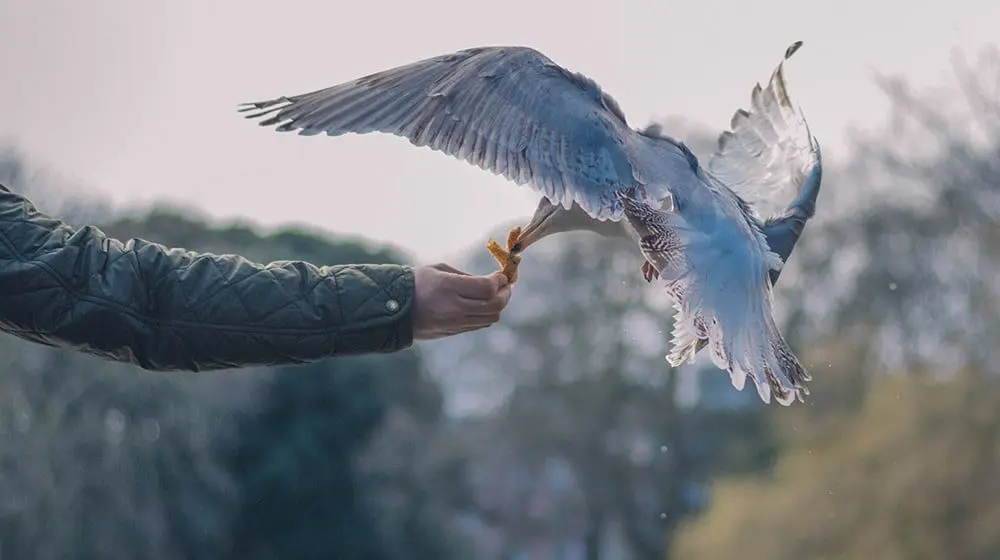 EUROPE EARLY BIRDS HAVE LANDED: FLY TO DUBLIN FROM $1,141