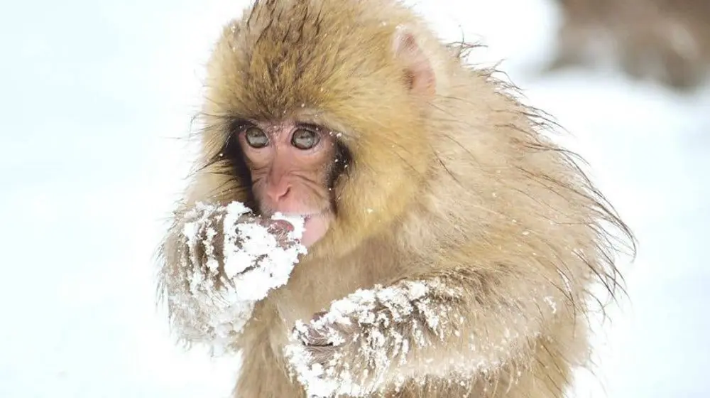 Aussie interest in Japan doubles in 2017 and its on for young and old