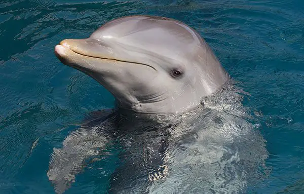 Sink or swim: Which Travel Agent fish type are you? 15 dol2