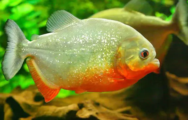 Sink or swim: Which Travel Agent fish type are you? 14 pir