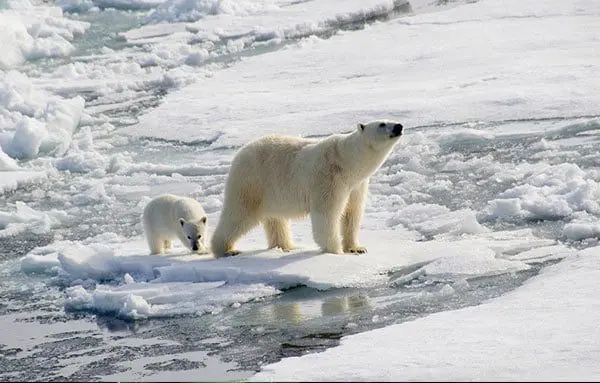 POLAR CRUISING: THE NEW HOT SPOT YOU NEED TO KNOW ABOUT THIS YEAR 17 pol2