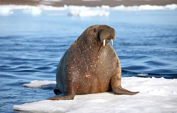 POLAR CRUISING: THE NEW HOT SPOT YOU NEED TO KNOW ABOUT THIS YEAR 19 pol3