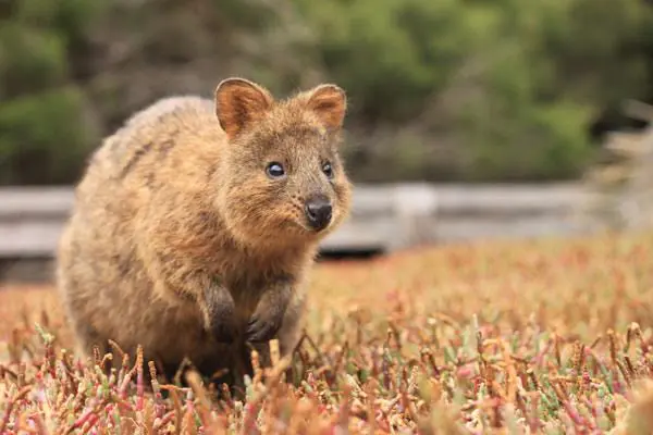 WHAT GLOBAL STARS CAN EXPECT IN WA THIS WEEKEND 19 Quokka Qantas Holidays