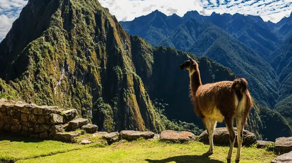 Footsteps For Food: Chimu Turns Its Focus To Supporting Latin America
