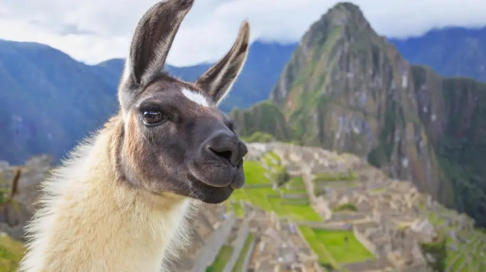 $1 DEPOSITS ARE BACK WITH INTREPID TRAVEL