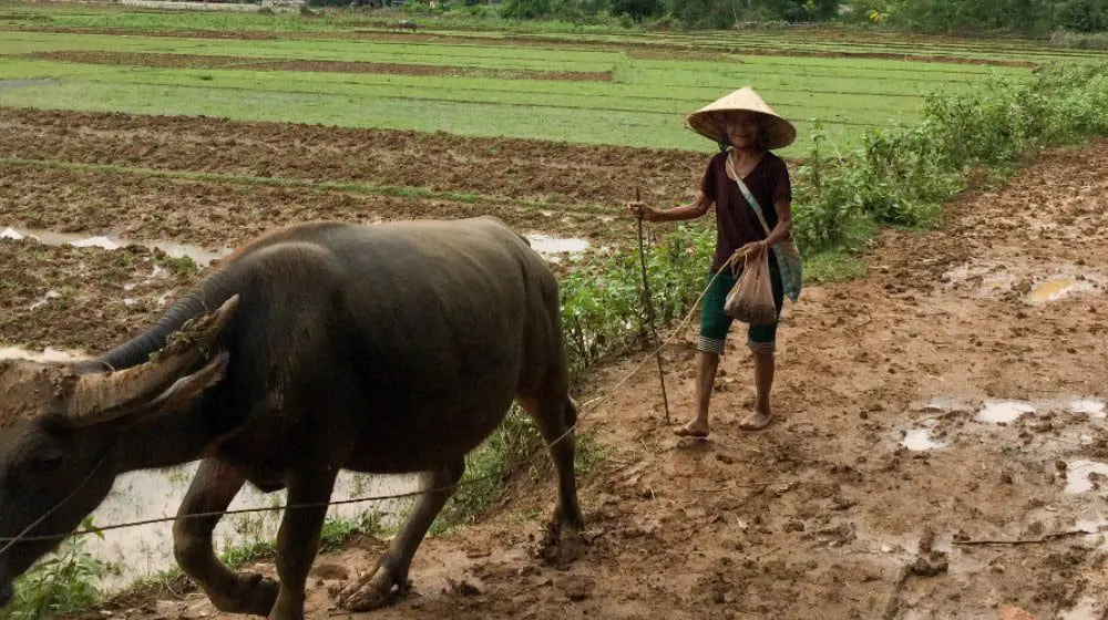 BRIDGING GAPS IN VIETNAM'S MAI CHAU VALLEY