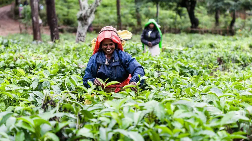 COMING SOON, AGENT FAMILS TO SRI LANKA