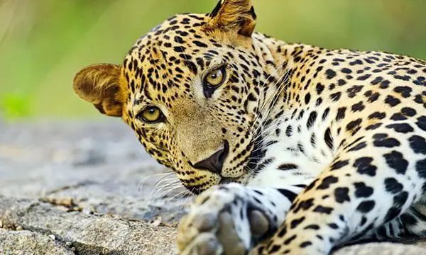 COMING SOON, AGENT FAMILS TO SRI LANKA 12 Sri Lanka