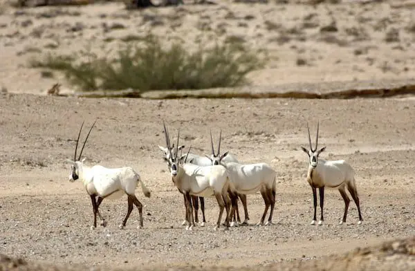 GET A LITTLE WILD AT HEART IN OMAN 23 Wild At Heart NEW Arabian Oryx