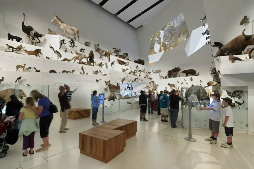 Top 10 Australia Museums - Melbourne Museum