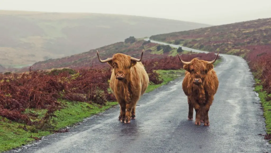 Super Sleuth? Investigate Sherlock Holmes’ Britain for yourself 35 Sherlock Holmes Britain - Highland Cattle on Dartmoor
